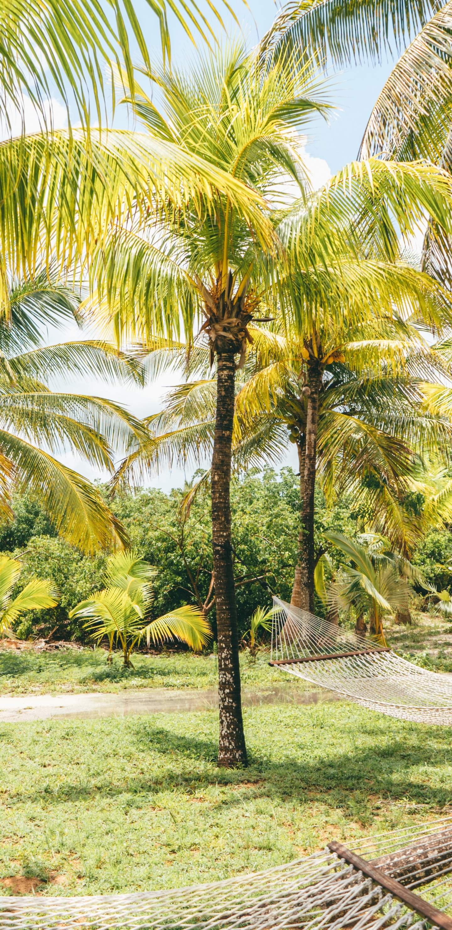 Обои дерево, природа, Кокос, Пальма, растительность в разрешении 1440x2960