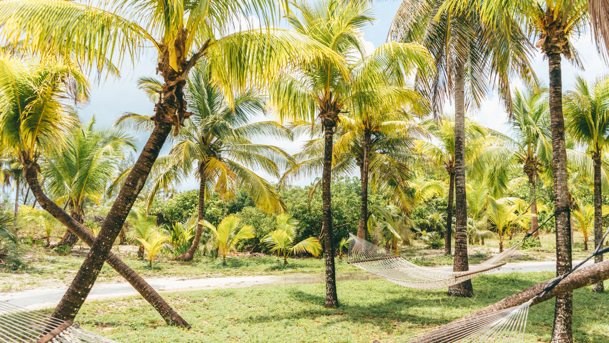 Обои дерево, природа, Кокос, Пальма, растительность в разрешении 2560x1440