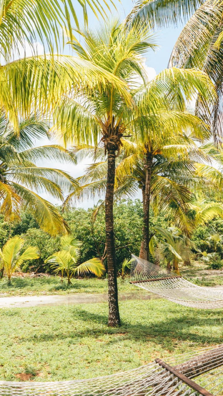 Обои дерево, природа, Кокос, Пальма, растительность в разрешении 720x1280