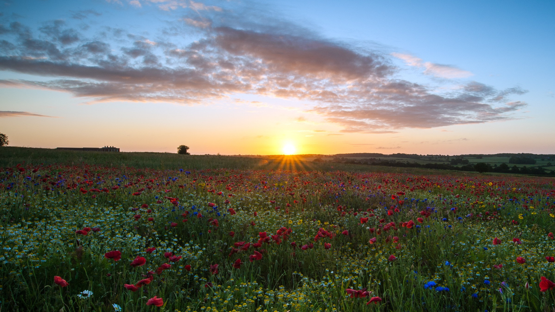 Обои Apple МасВоок Pro, цветок, облако, растение, экорегион в разрешении 1920x1080