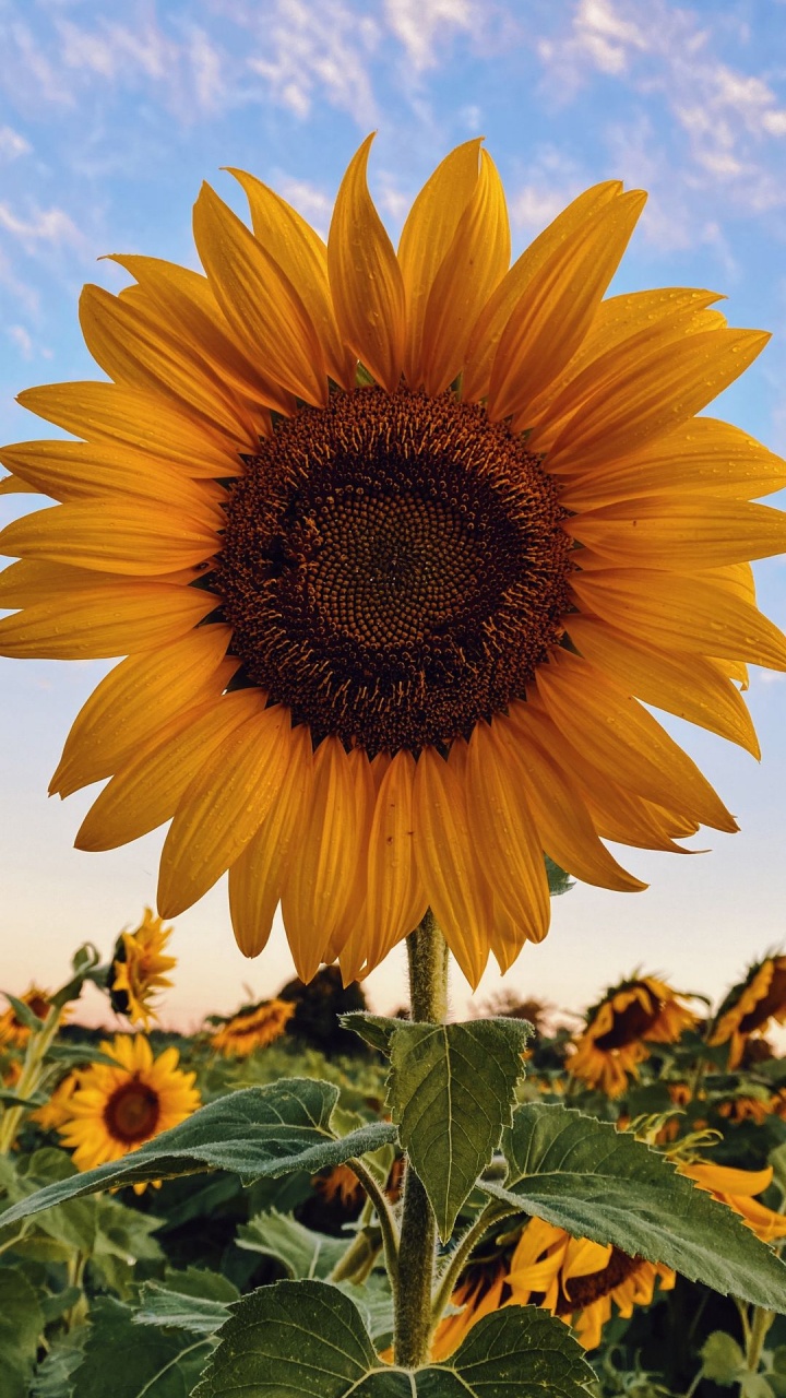 Обои подсолнечник, цветок, растение, облако, лист в разрешении 720x1280