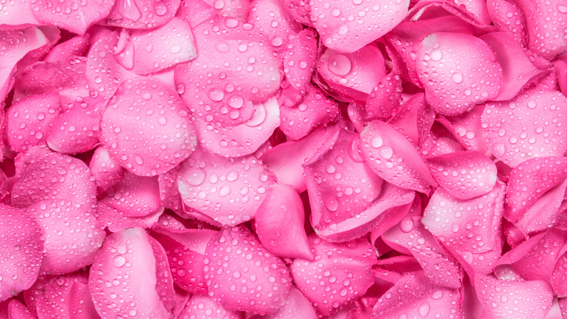 Обои падение, синяя роза, розовые цветы, лепесток, розовый в разрешении 1920x1080