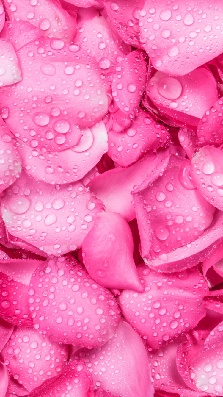 Обои падение, синяя роза, розовые цветы, лепесток, розовый в разрешении 750x1334