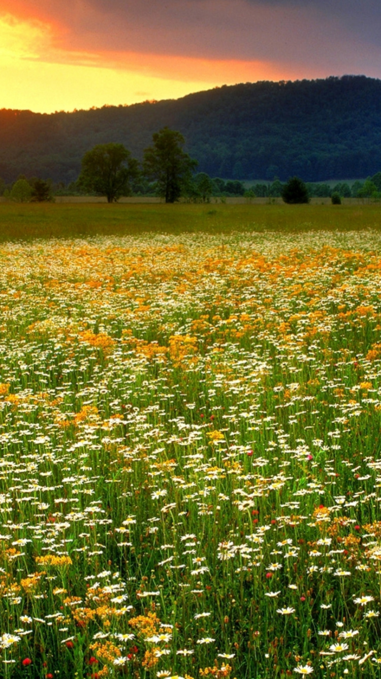 Обои Купола Clingmans, гора, цветок, растение, экорегион в разрешении 750x1334