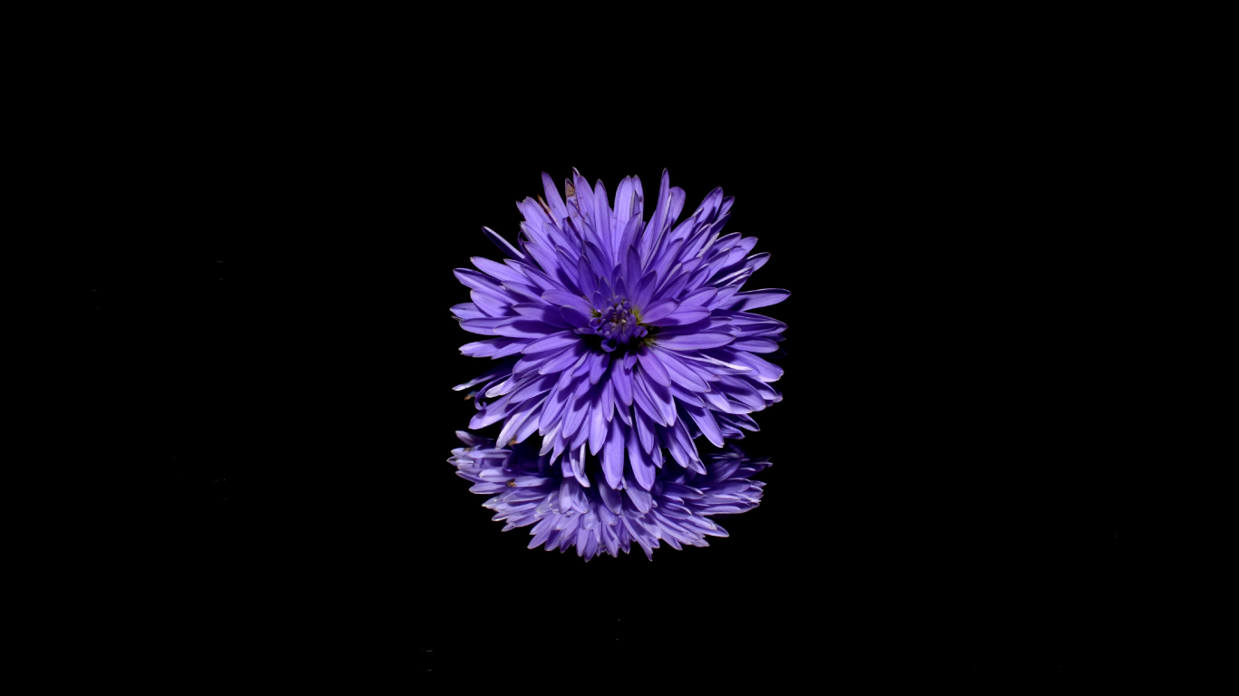 Обои цветок, пурпур, Фиолетовый, лаванда, растение в разрешении 1366x768