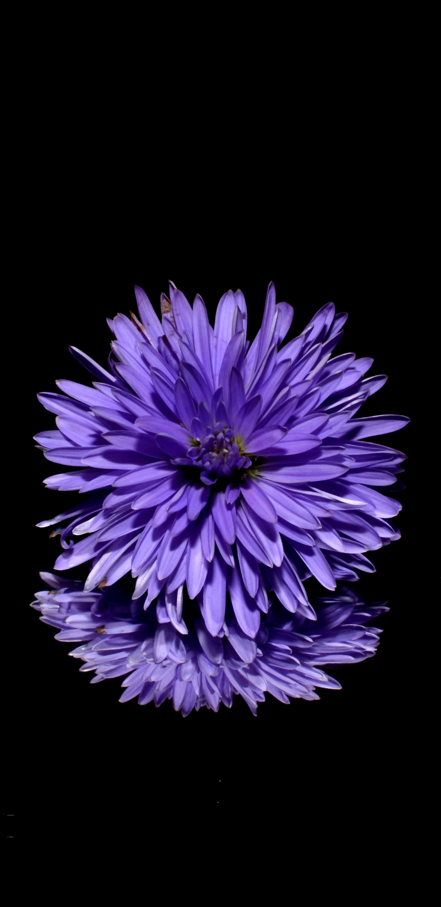 Обои цветок, пурпур, Фиолетовый, лаванда, растение в разрешении 1440x2960