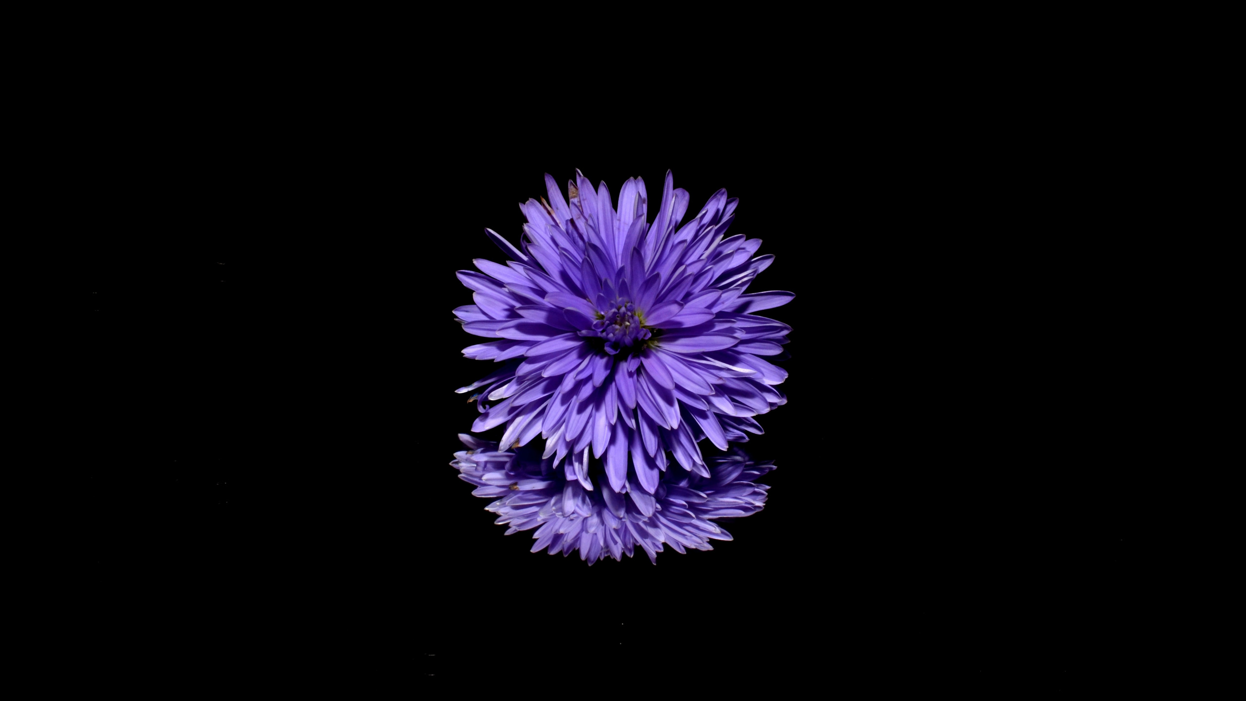 Обои цветок, пурпур, Фиолетовый, лаванда, растение в разрешении 2560x1440