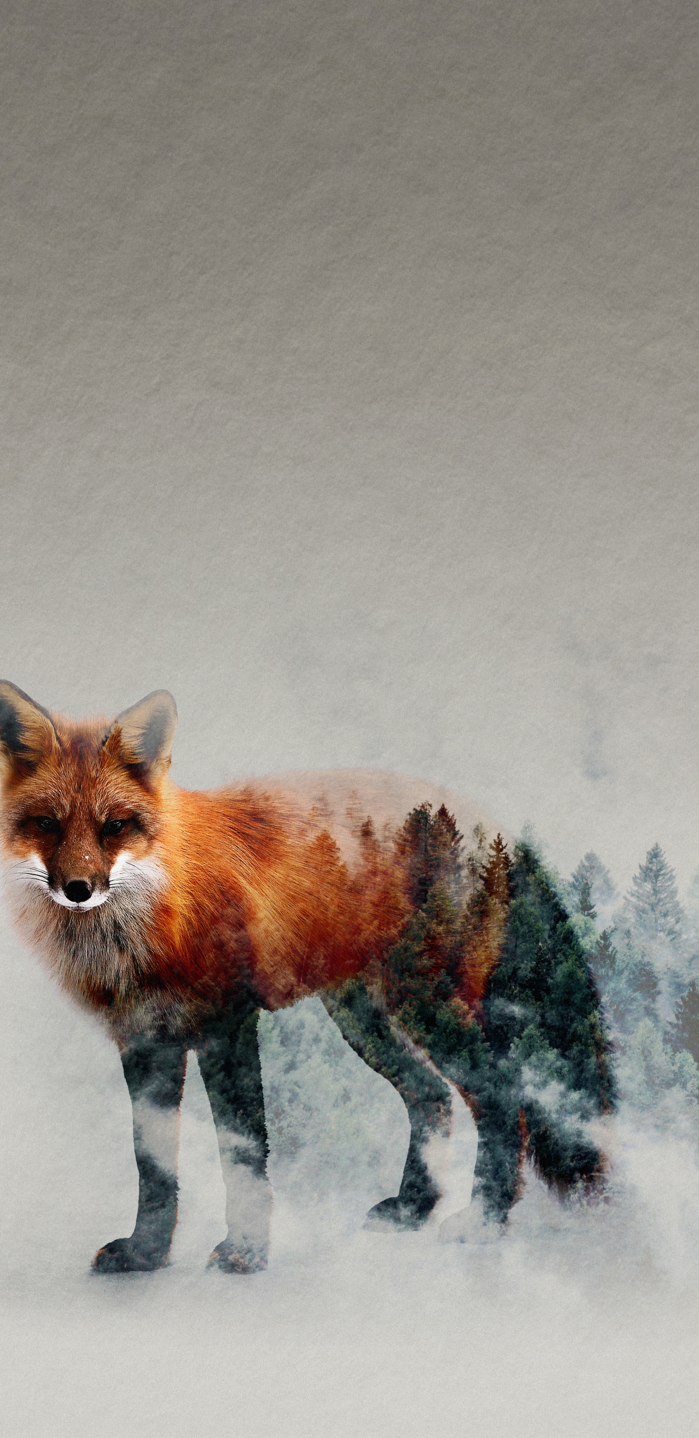 Обои рыжая лисица, Псовые, олененок, лиса, наземные животные в разрешении 1440x2960