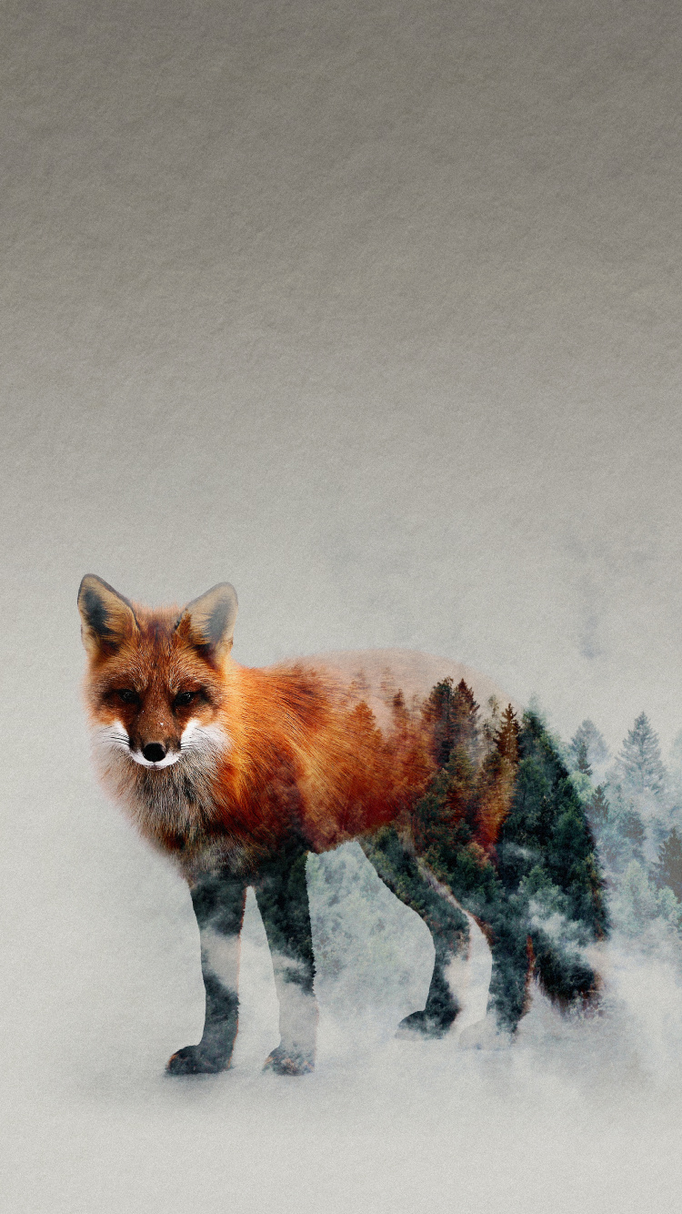 Обои рыжая лисица, Псовые, олененок, лиса, наземные животные в разрешении 750x1334