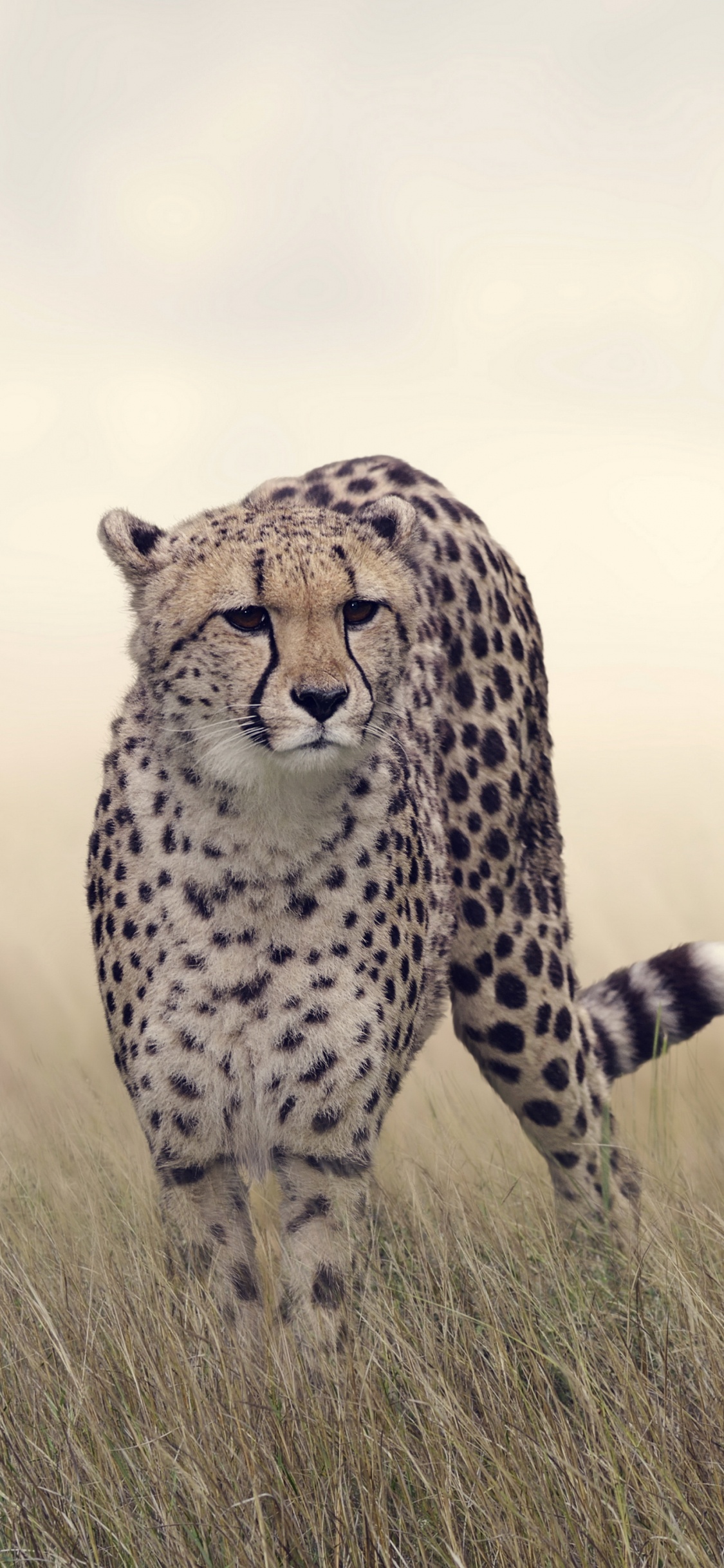 Обои гепард обои, Гепард, кошачьих, Леопард, Ягуар в разрешении 1125x2436