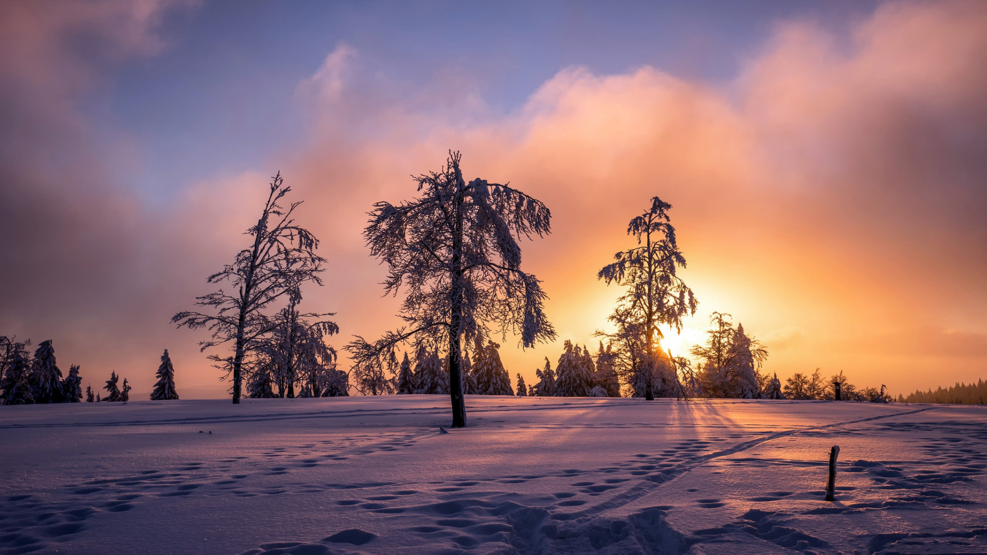 Обои закат, снег, зима, природа, дерево в разрешении 1920x1080