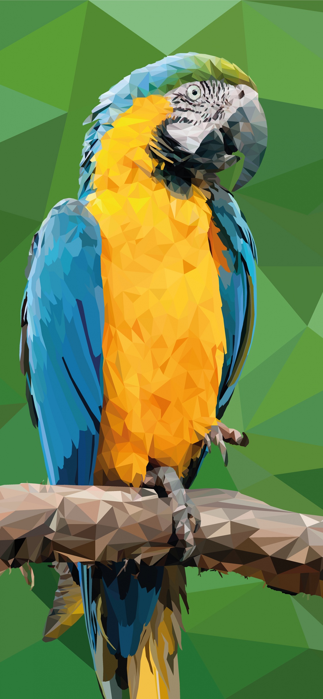 Обои волнистый попугайчик, Ара, длиннохвостый попугай, птица, попугай в разрешении 1125x2436