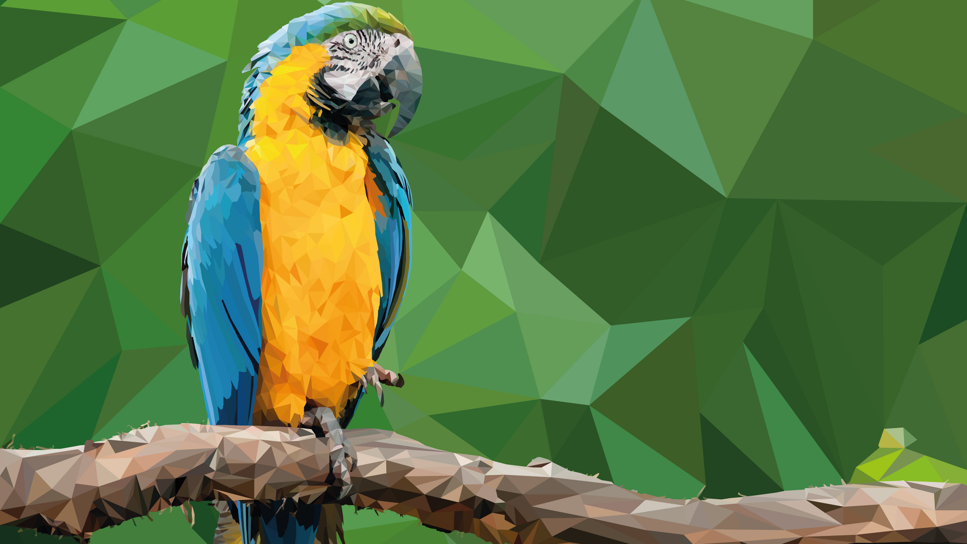 Обои волнистый попугайчик, Ара, длиннохвостый попугай, птица, попугай в разрешении 1920x1080