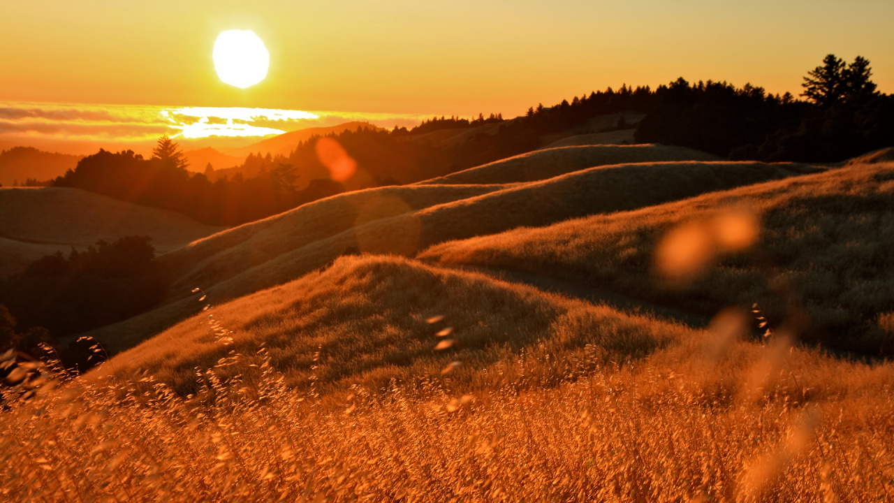 Обои Честь Ему, солнечный свет, свет, утро, пастбище в разрешении 1280x720