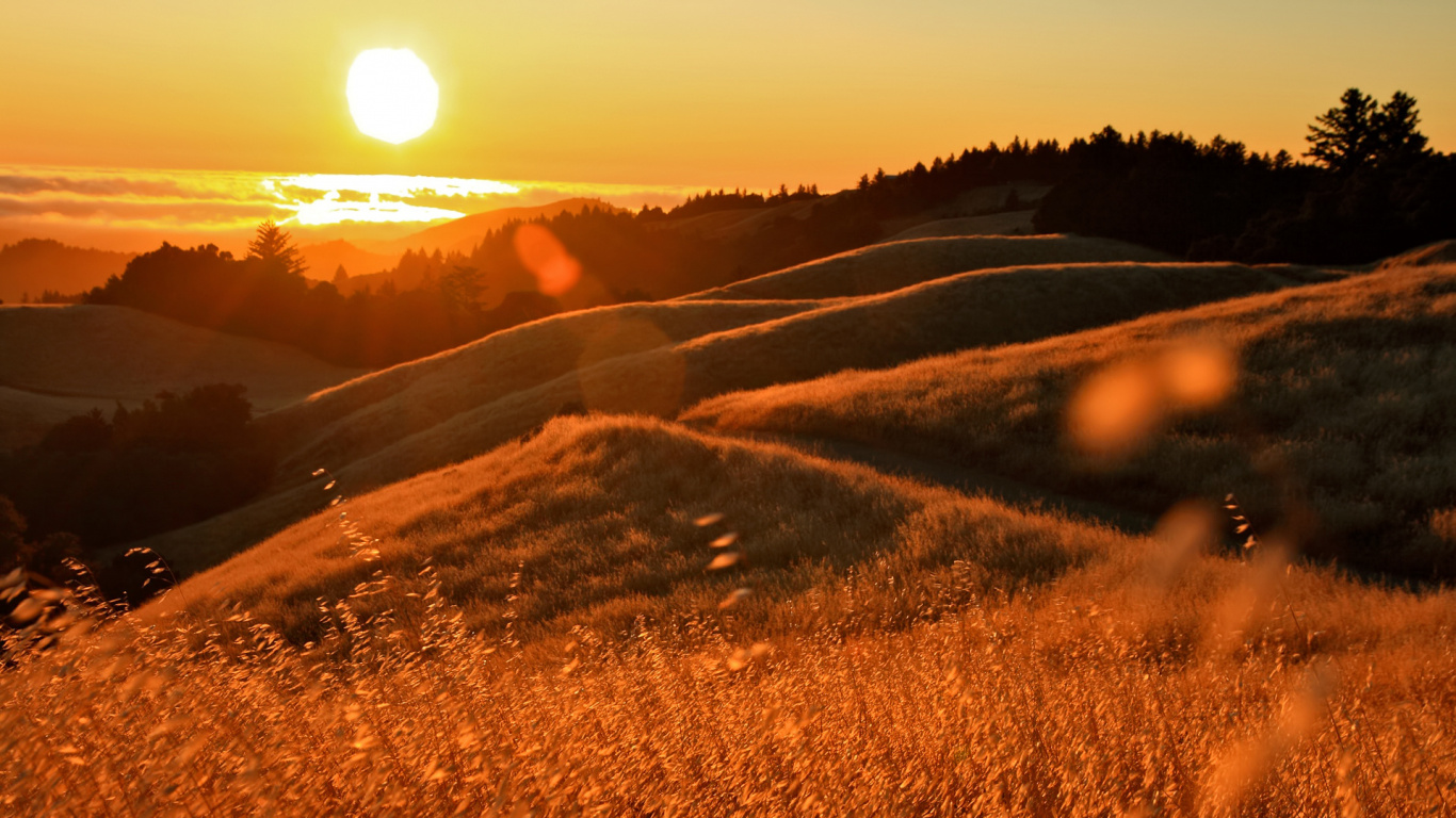 Обои Честь Ему, солнечный свет, свет, утро, пастбище в разрешении 1366x768