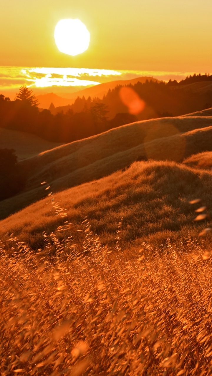 Обои Честь Ему, солнечный свет, свет, утро, пастбище в разрешении 720x1280