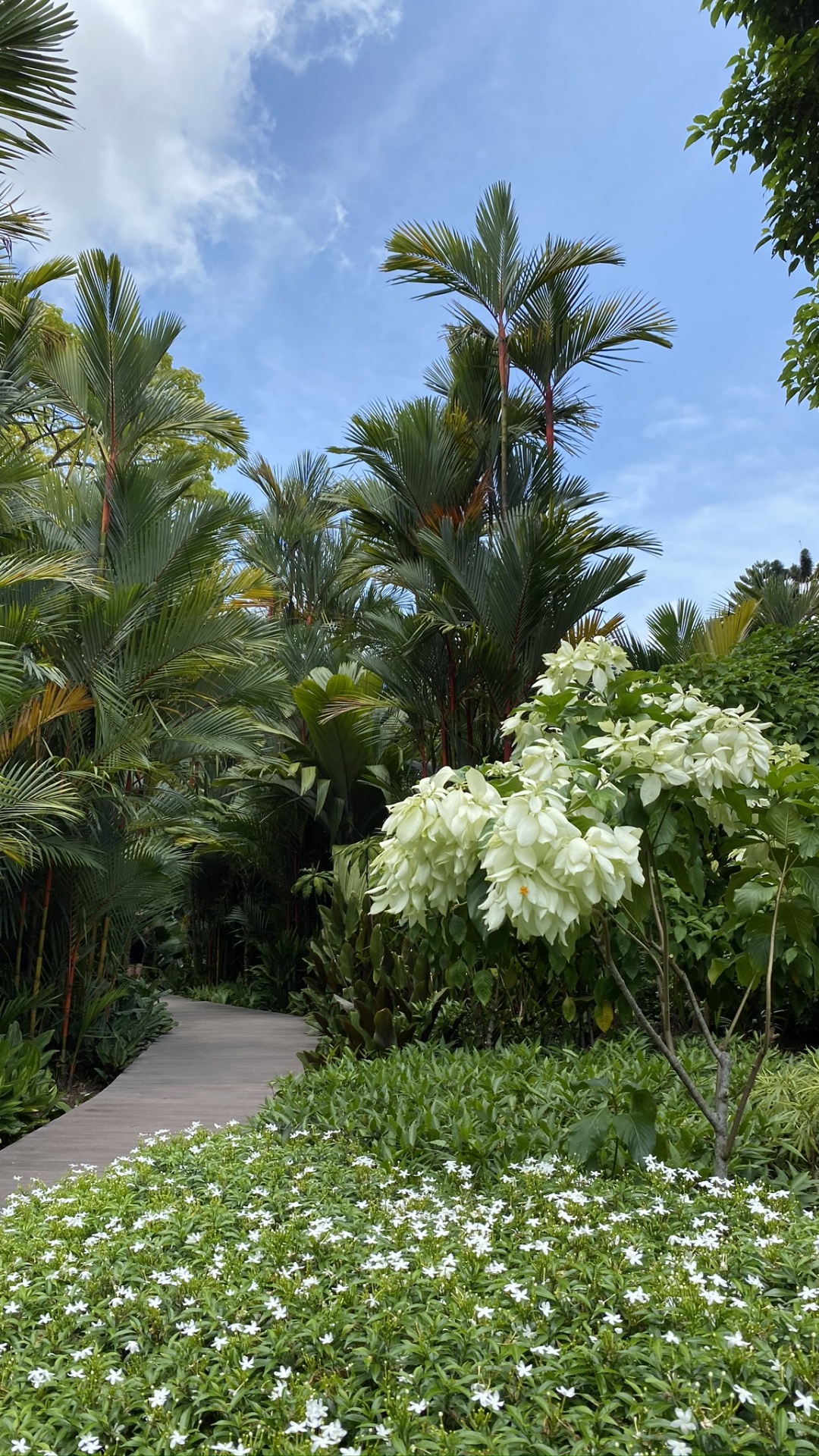 Обои растительность, биом, пальмовые рощи, пейзаж, растение в разрешении 1080x1920