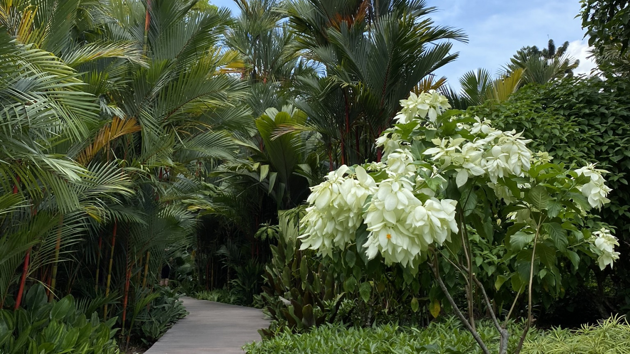 Обои растительность, биом, пальмовые рощи, пейзаж, растение в разрешении 1280x720