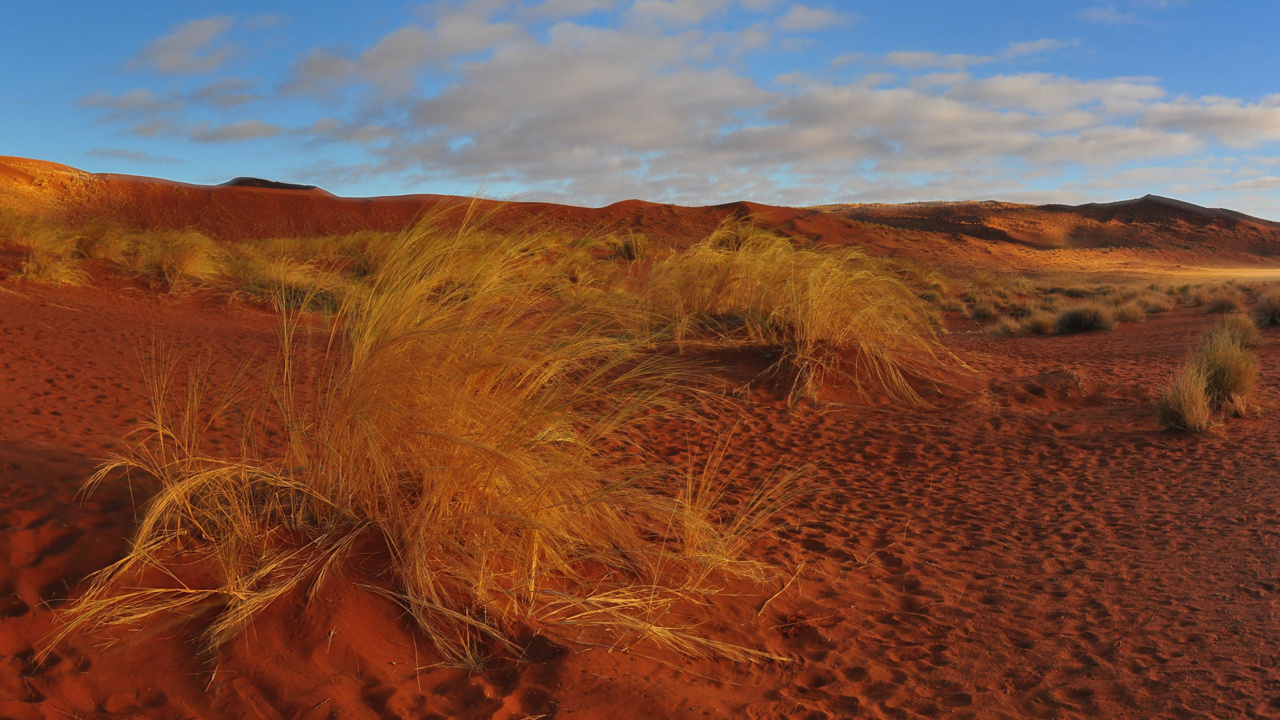 Обои дикая местность, пустыня, Саванна, степ, экосистема в разрешении 1280x720