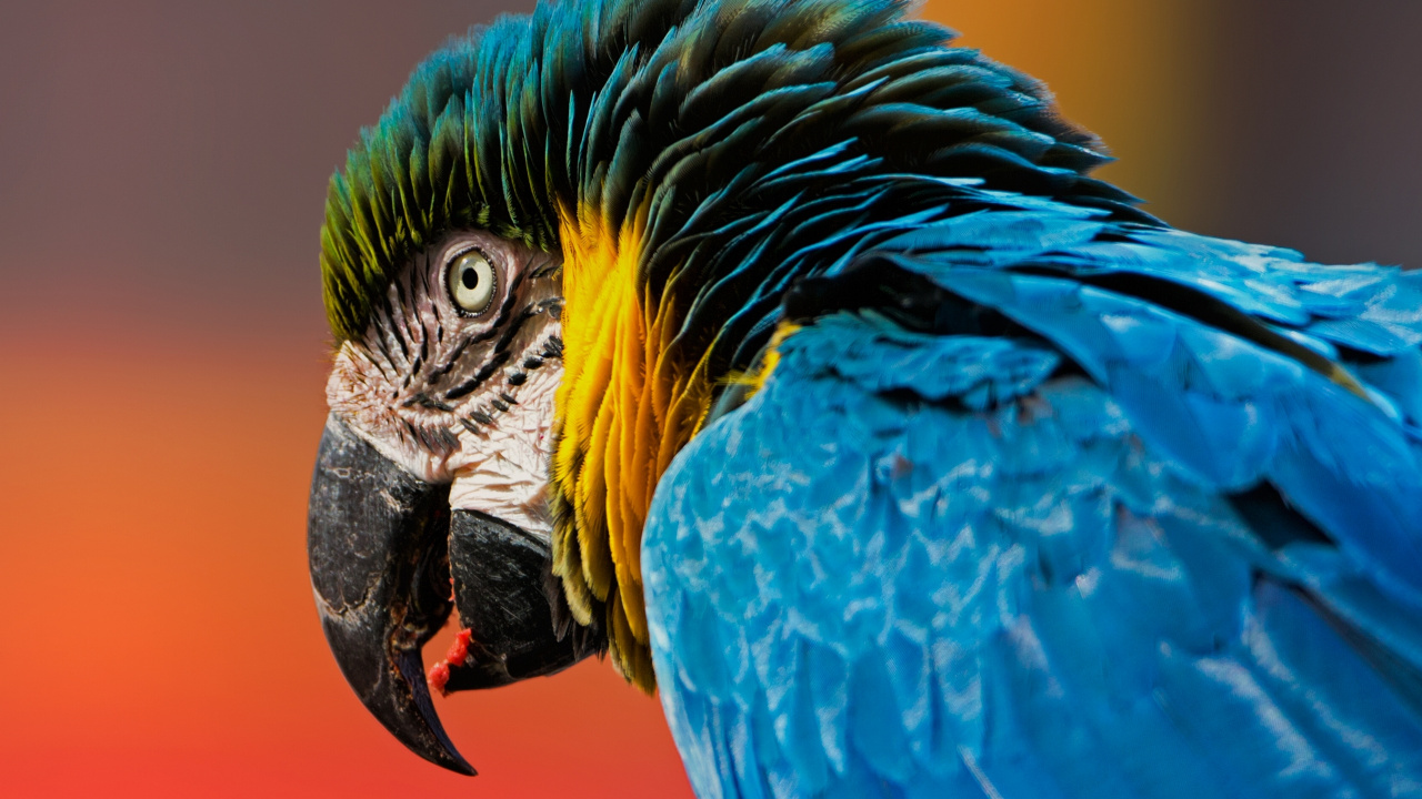 Обои Ара, клюв, птица, попугай, синий в разрешении 1280x720