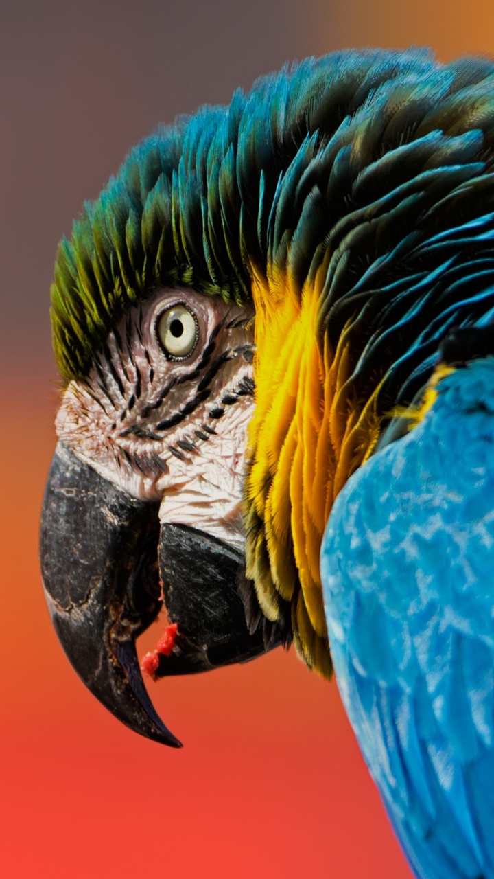 Обои Ара, клюв, птица, попугай, синий в разрешении 720x1280