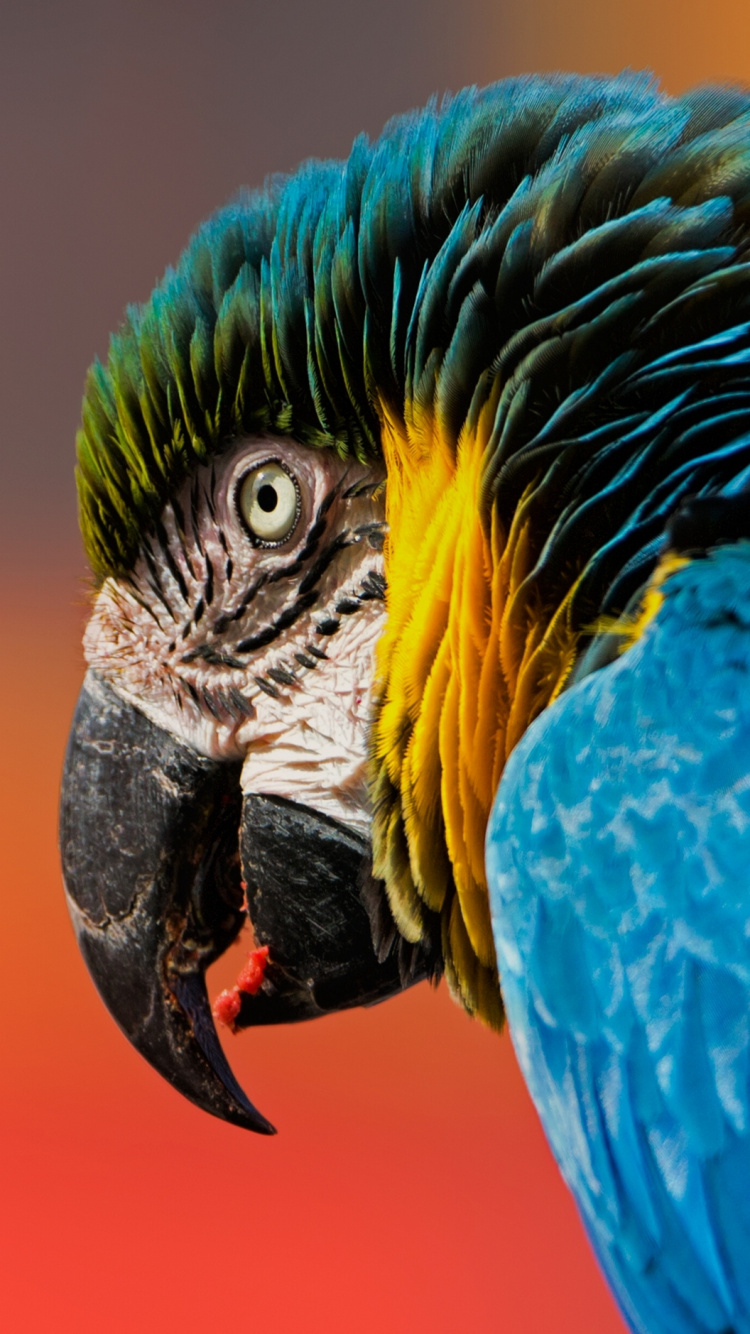 Обои Ара, клюв, птица, попугай, синий в разрешении 750x1334