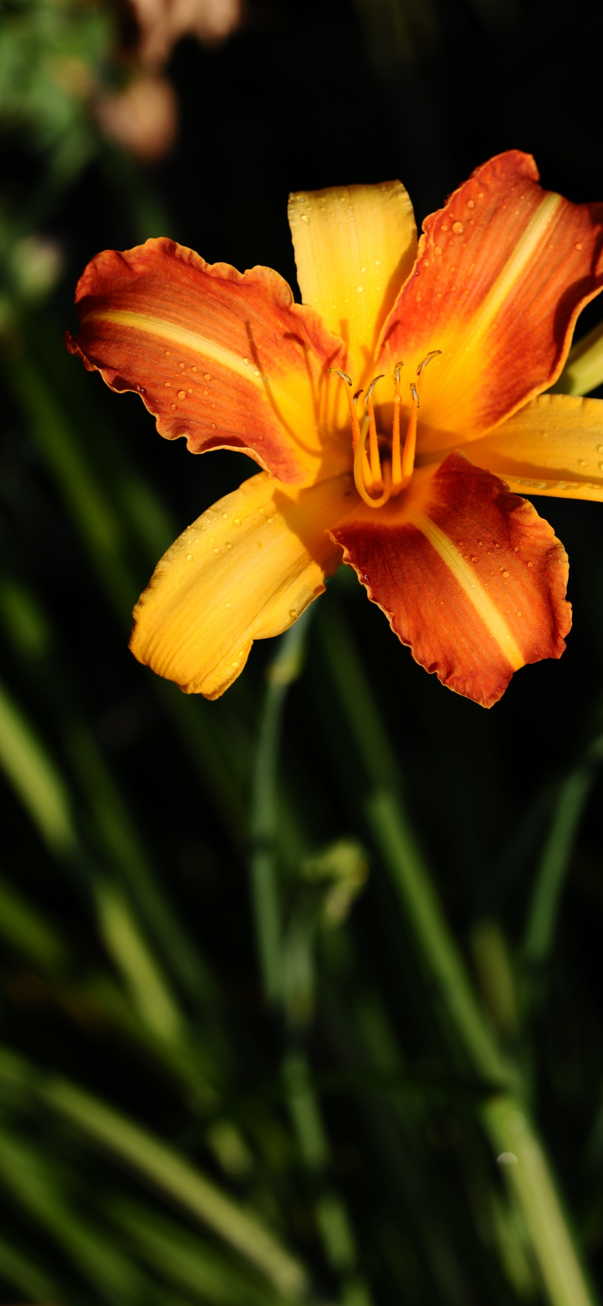 Обои лилейник, лепесток, HTC быстротой s, желтый, Мокрые Лепестки в разрешении 1242x2688