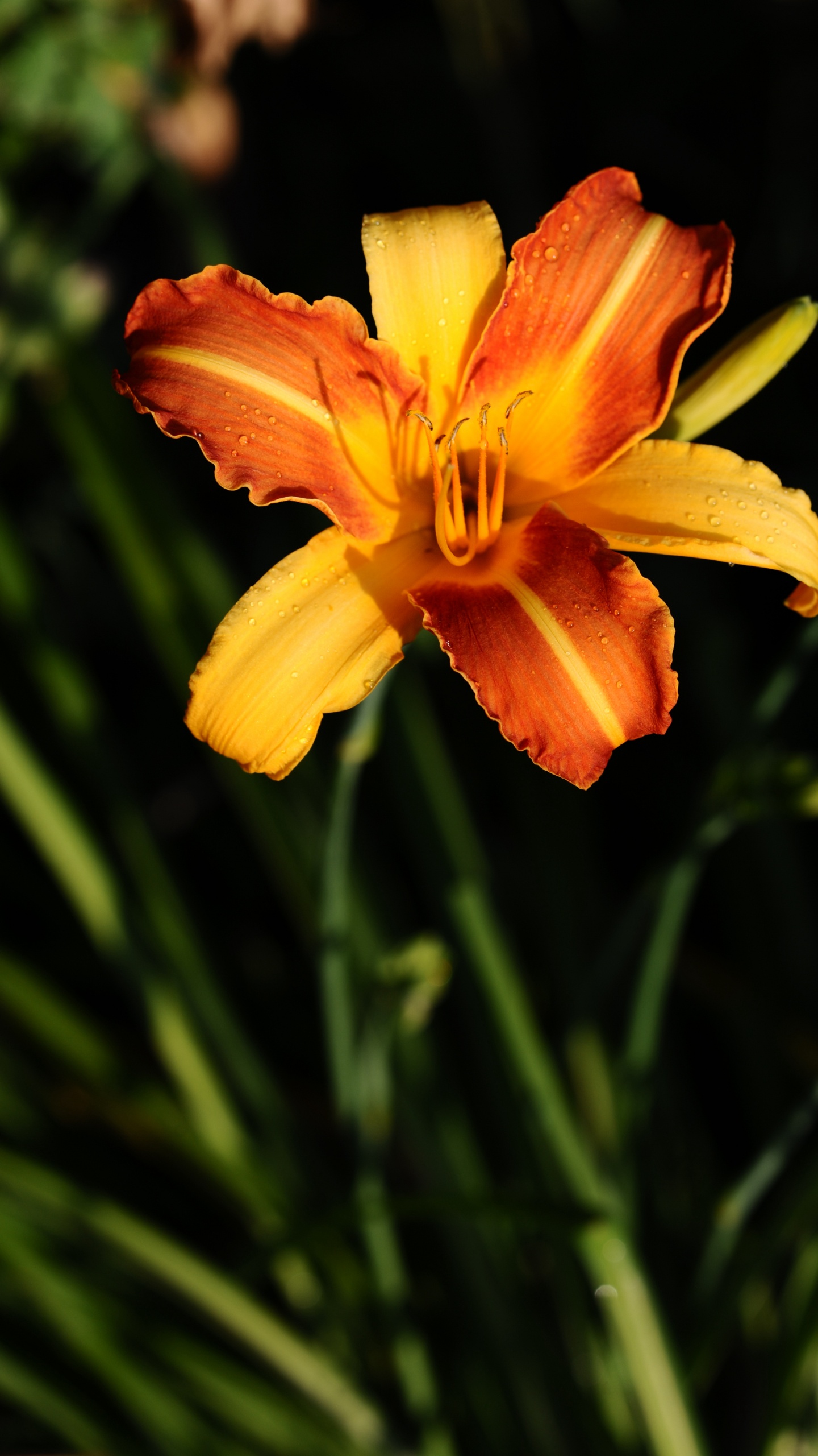 Обои лилейник, лепесток, HTC быстротой s, желтый, Мокрые Лепестки в разрешении 1440x2560