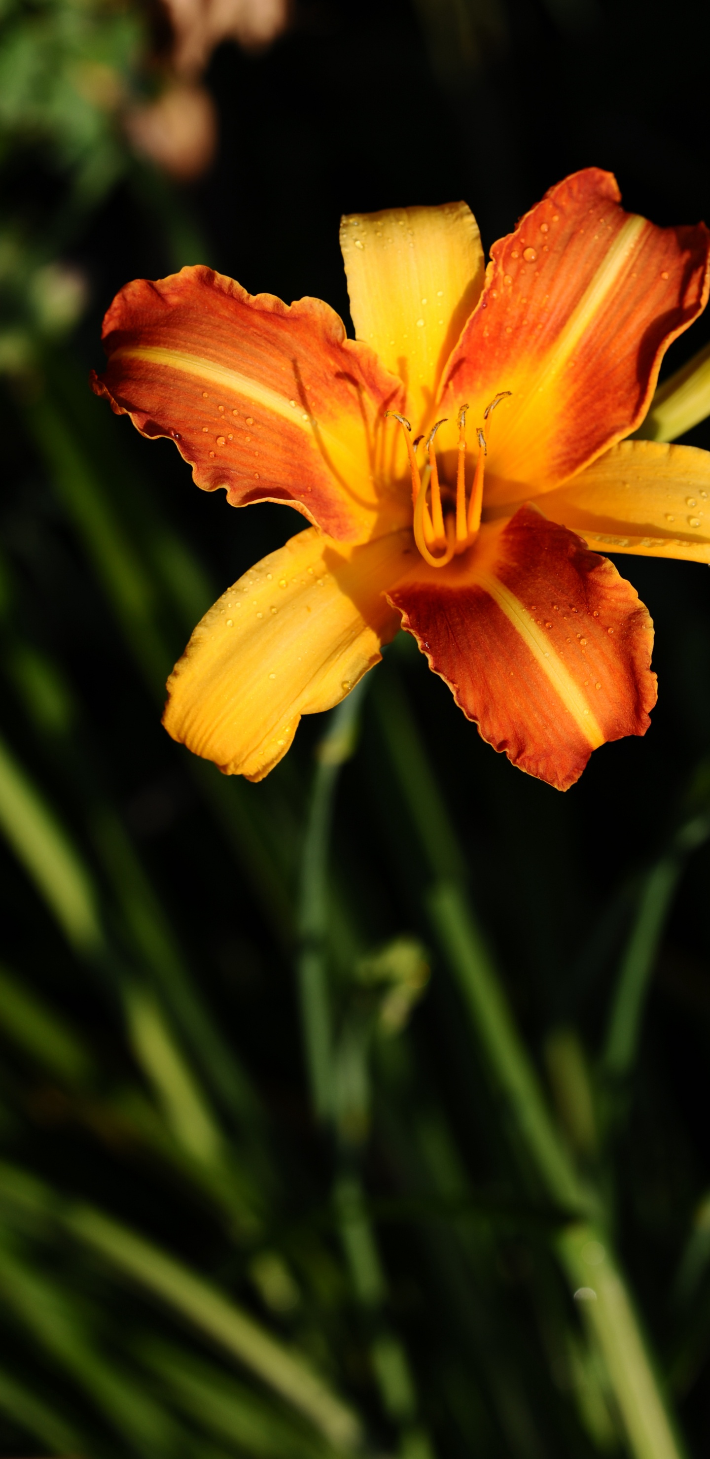 Обои лилейник, лепесток, HTC быстротой s, желтый, Мокрые Лепестки в разрешении 1440x2960