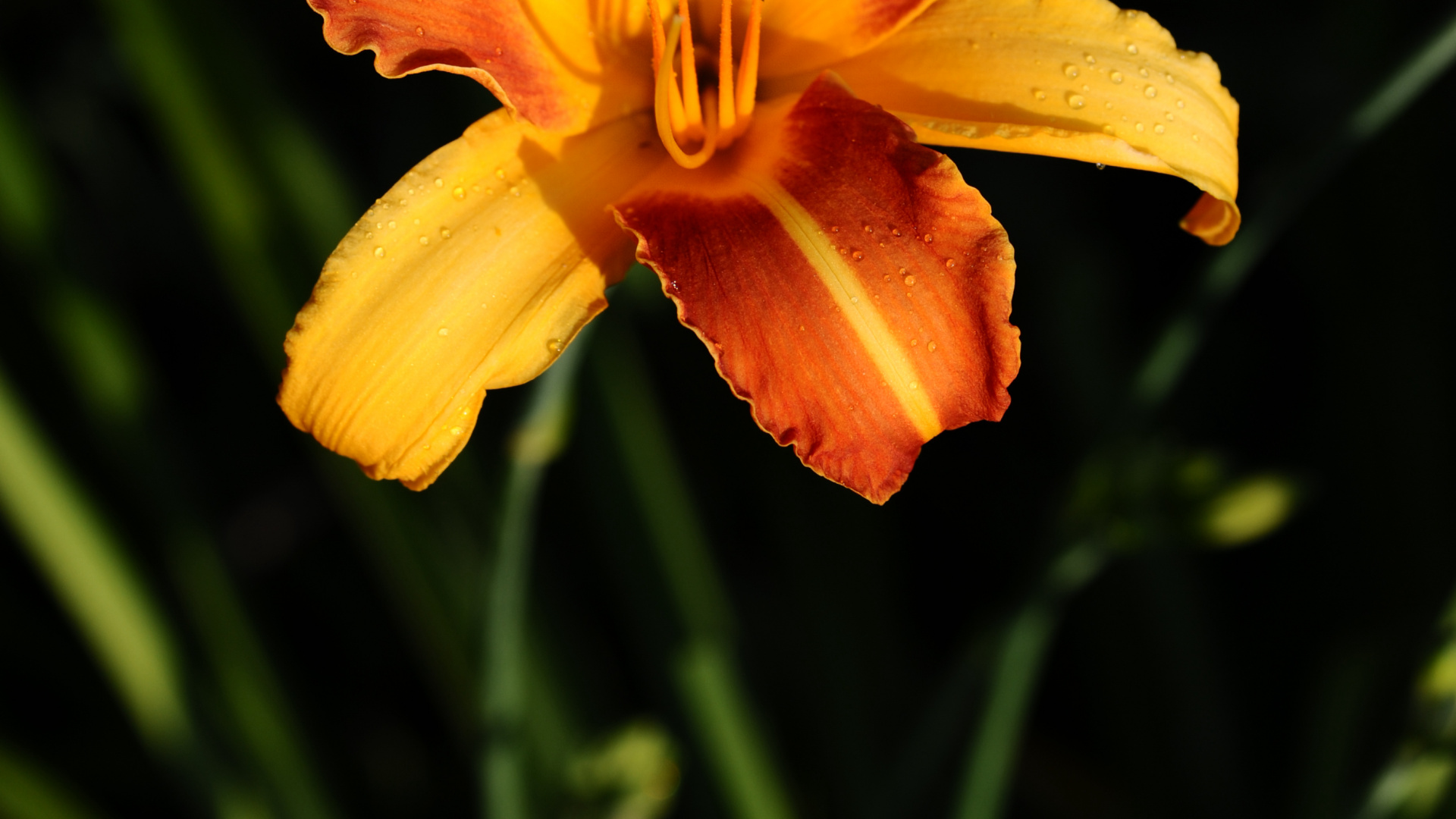 Обои лилейник, лепесток, HTC быстротой s, желтый, Мокрые Лепестки в разрешении 1920x1080