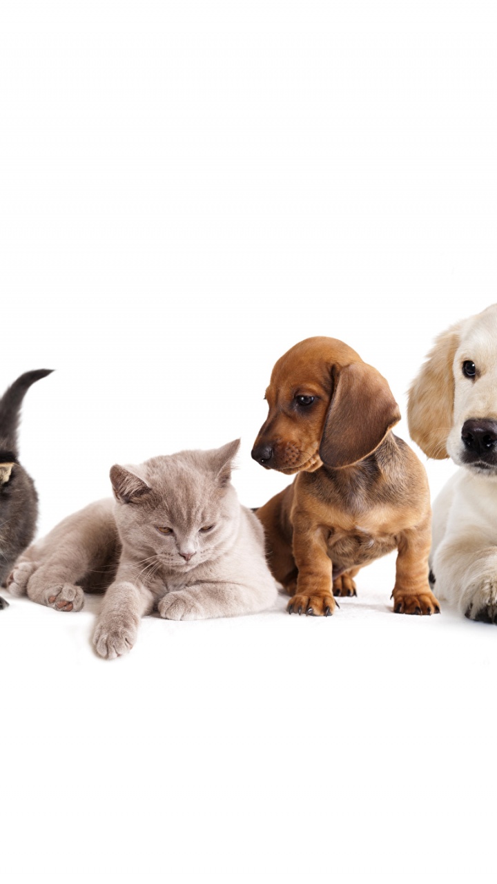Обои пес, котенок, щенок, собака породы, собака компаньон в разрешении 720x1280