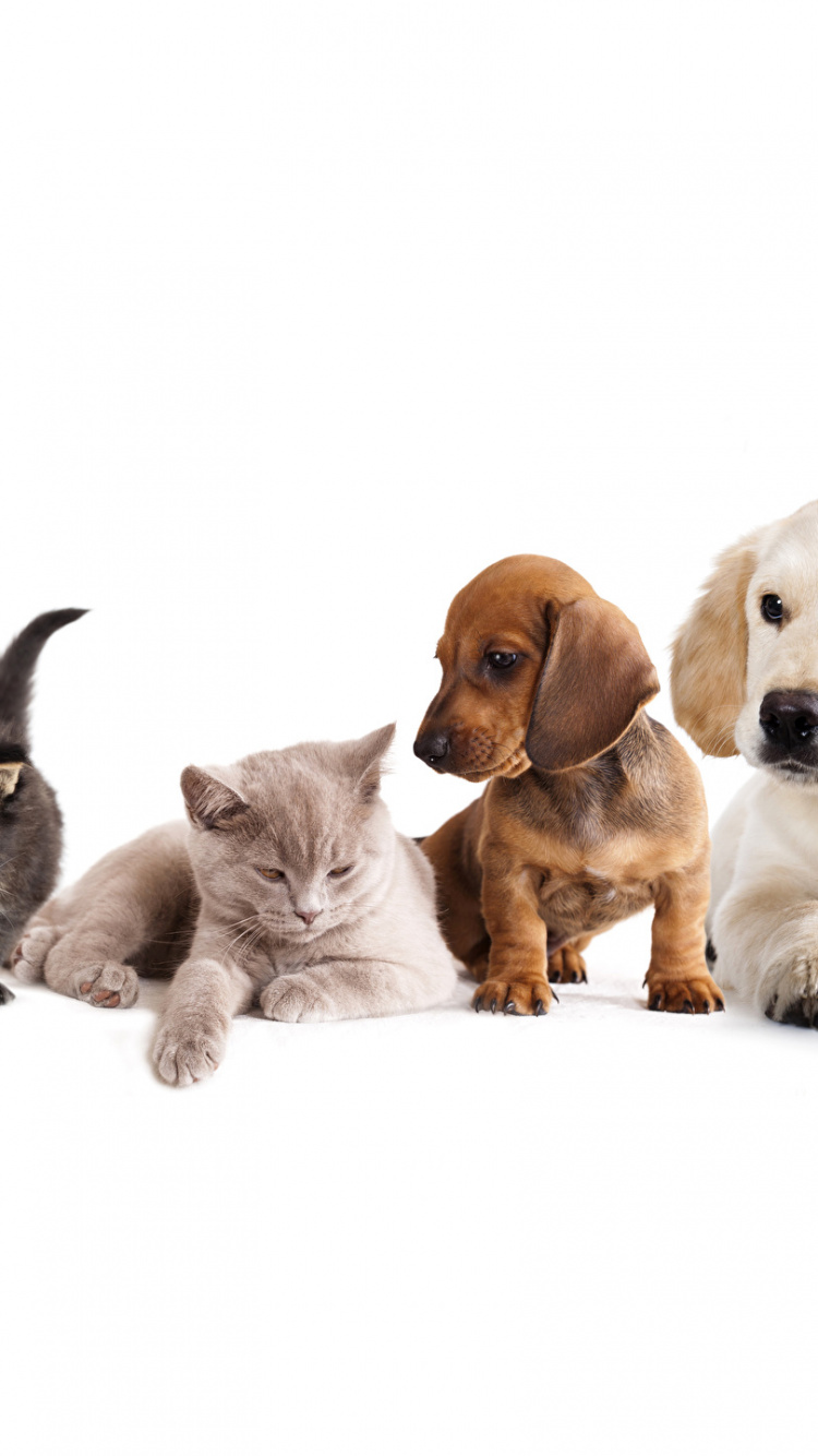 Обои пес, котенок, щенок, собака породы, собака компаньон в разрешении 750x1334