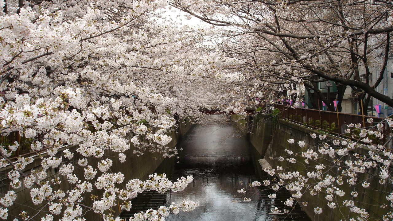 Обои цветение вишни, расцвет, Япония, цветок, растение в разрешении 1280x720