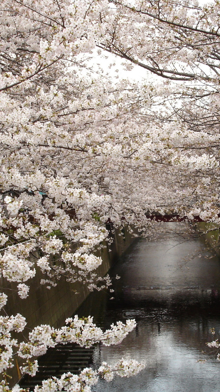 Обои цветение вишни, расцвет, Япония, цветок, растение в разрешении 750x1334