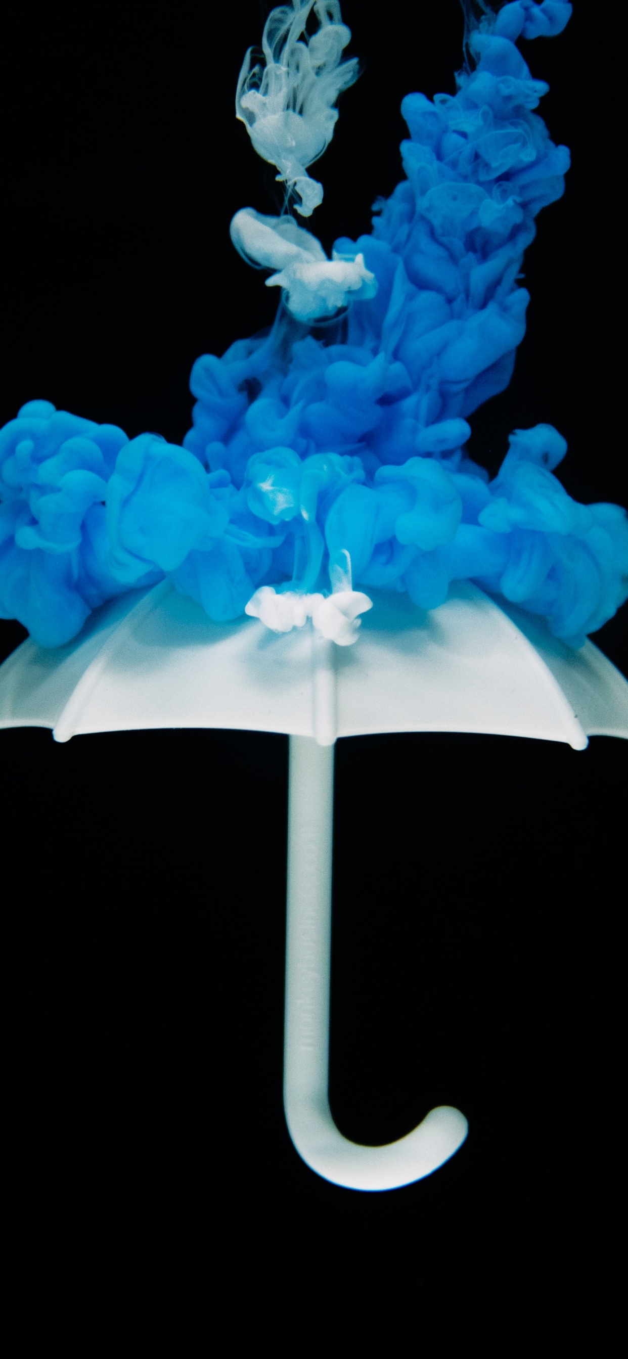 Обои синий, электрик, растение, сингл, завод в разрешении 1242x2688