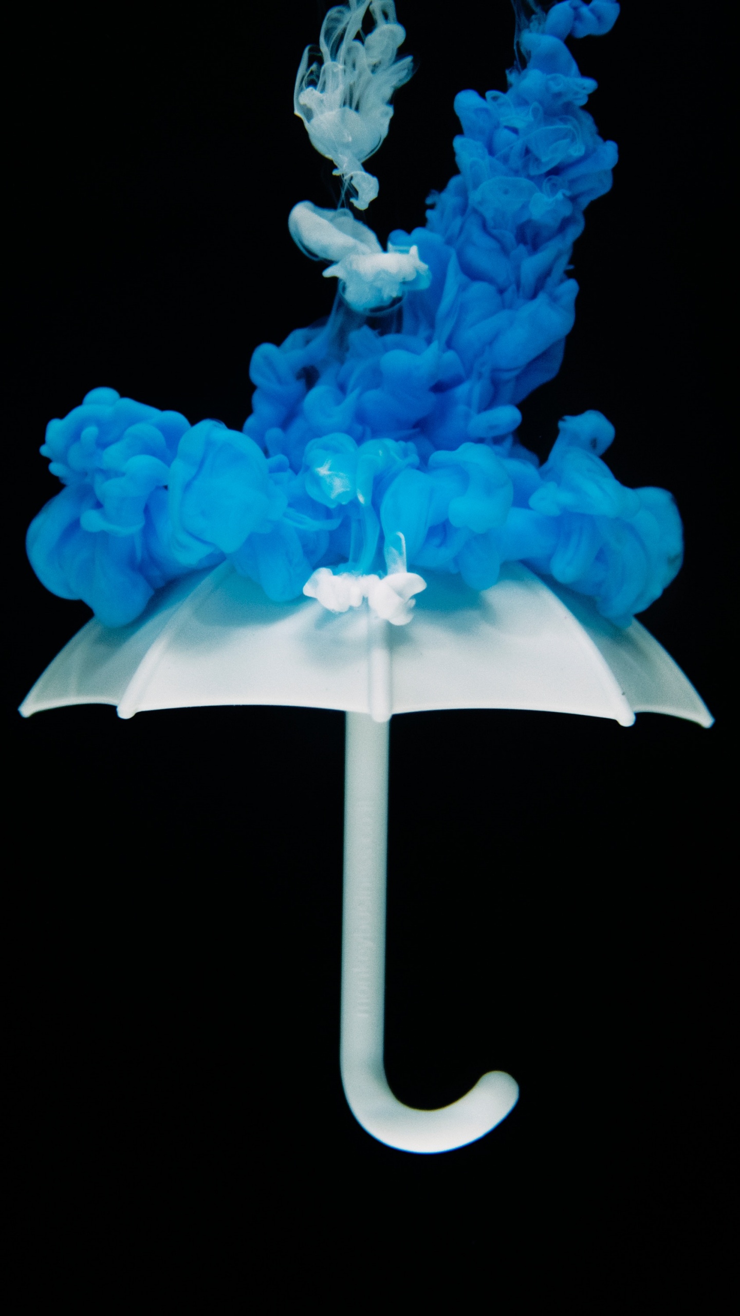 Обои синий, электрик, растение, сингл, завод в разрешении 1440x2560