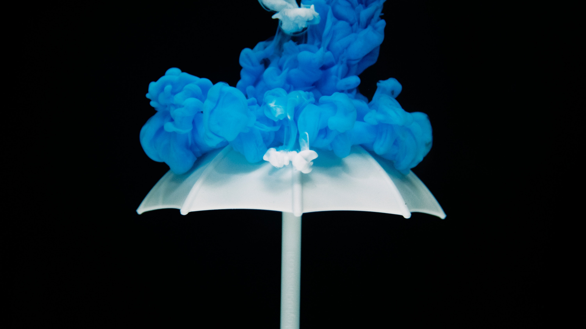 Обои синий, электрик, растение, сингл, завод в разрешении 1920x1080