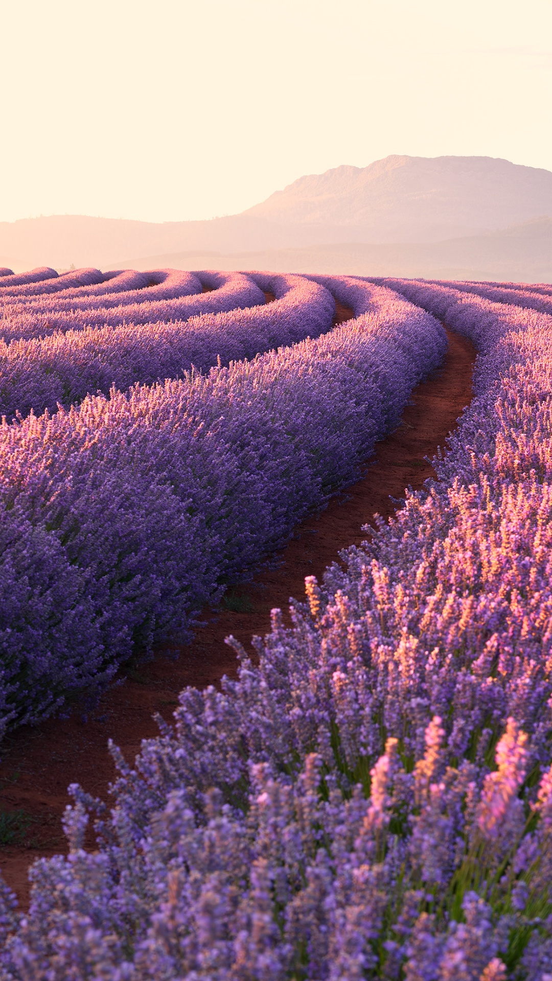 Обои лаванда, английский лаванды, поле, цветок, пурпур в разрешении 1080x1920