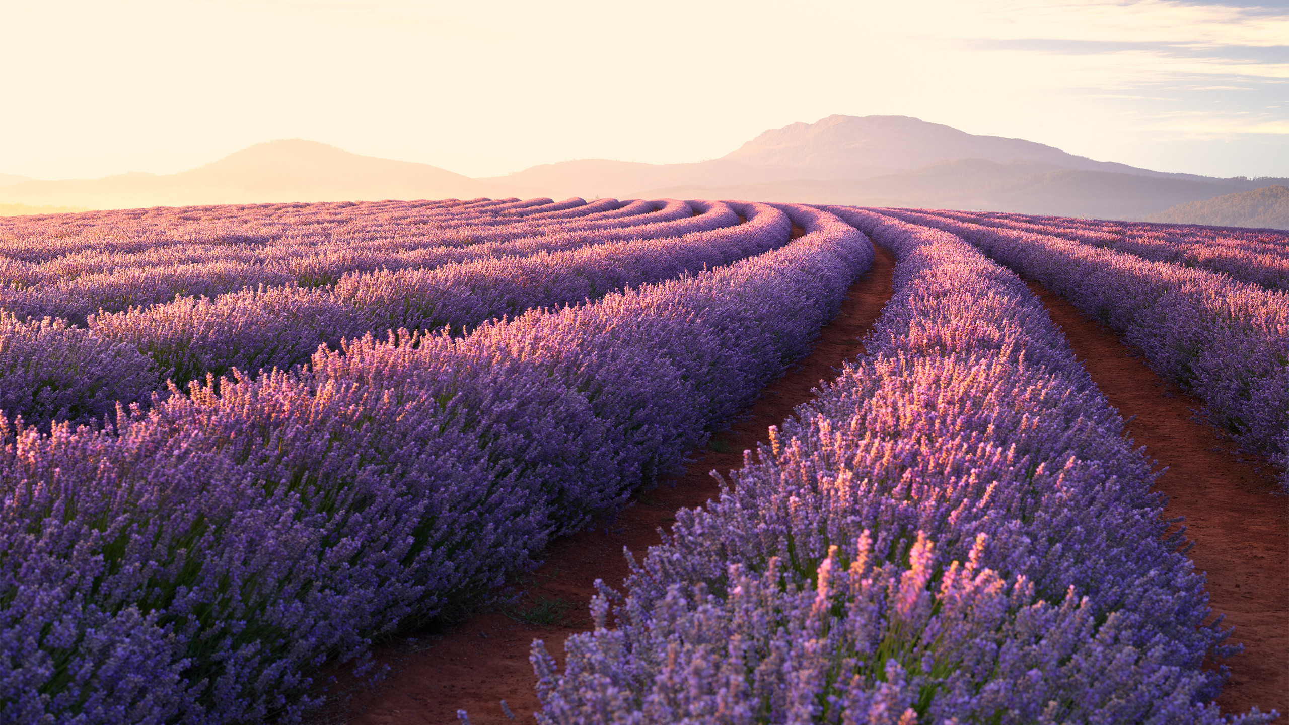 Обои лаванда, английский лаванды, поле, цветок, пурпур в разрешении 2560x1440