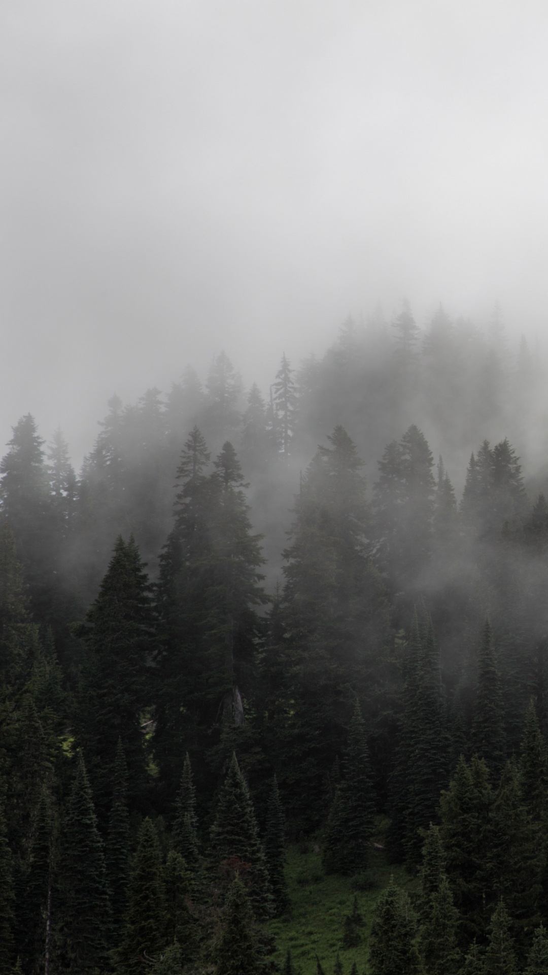 Обои туман, дымка, лес, дерево, пустыня в разрешении 1080x1920