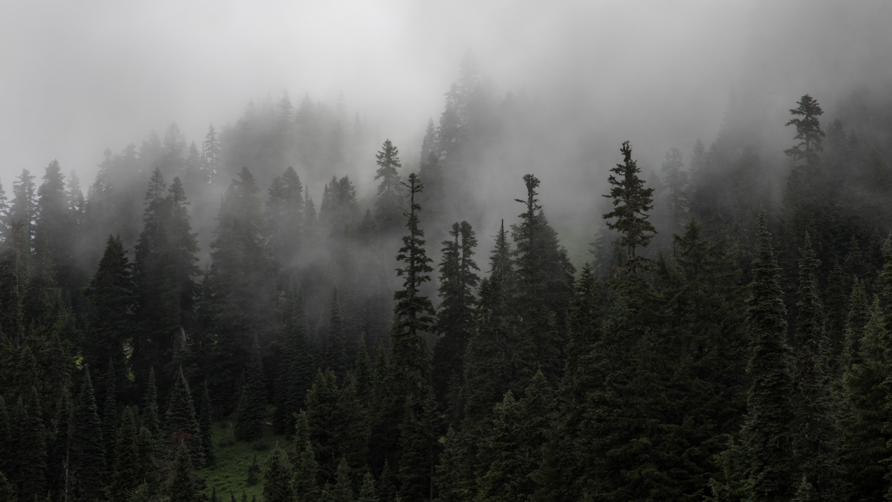 Обои туман, дымка, лес, дерево, пустыня в разрешении 1280x720