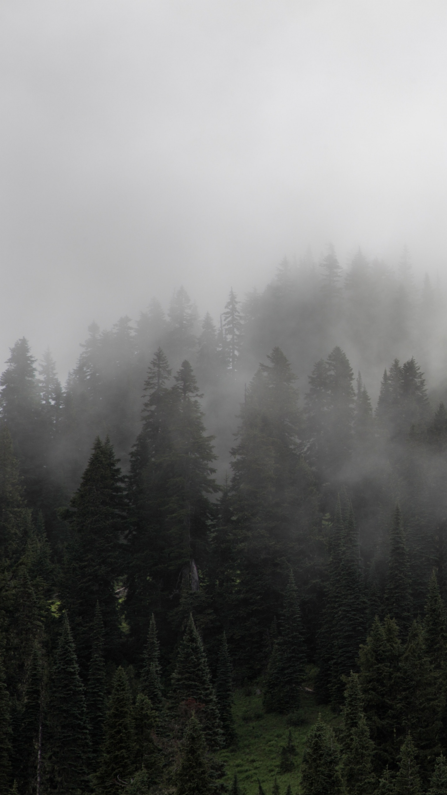 Обои туман, дымка, лес, дерево, пустыня в разрешении 1440x2560