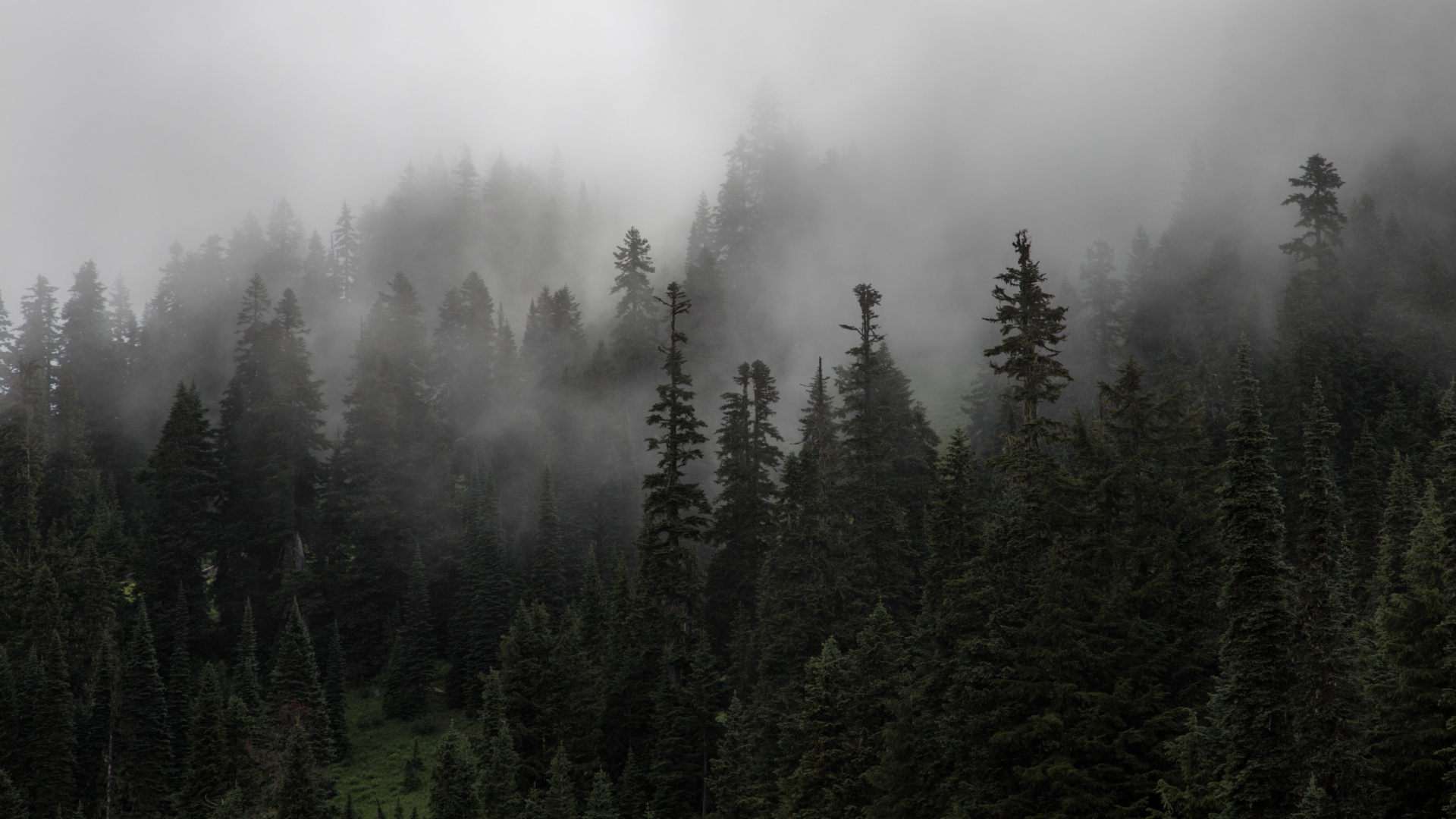Обои туман, дымка, лес, дерево, пустыня в разрешении 1920x1080