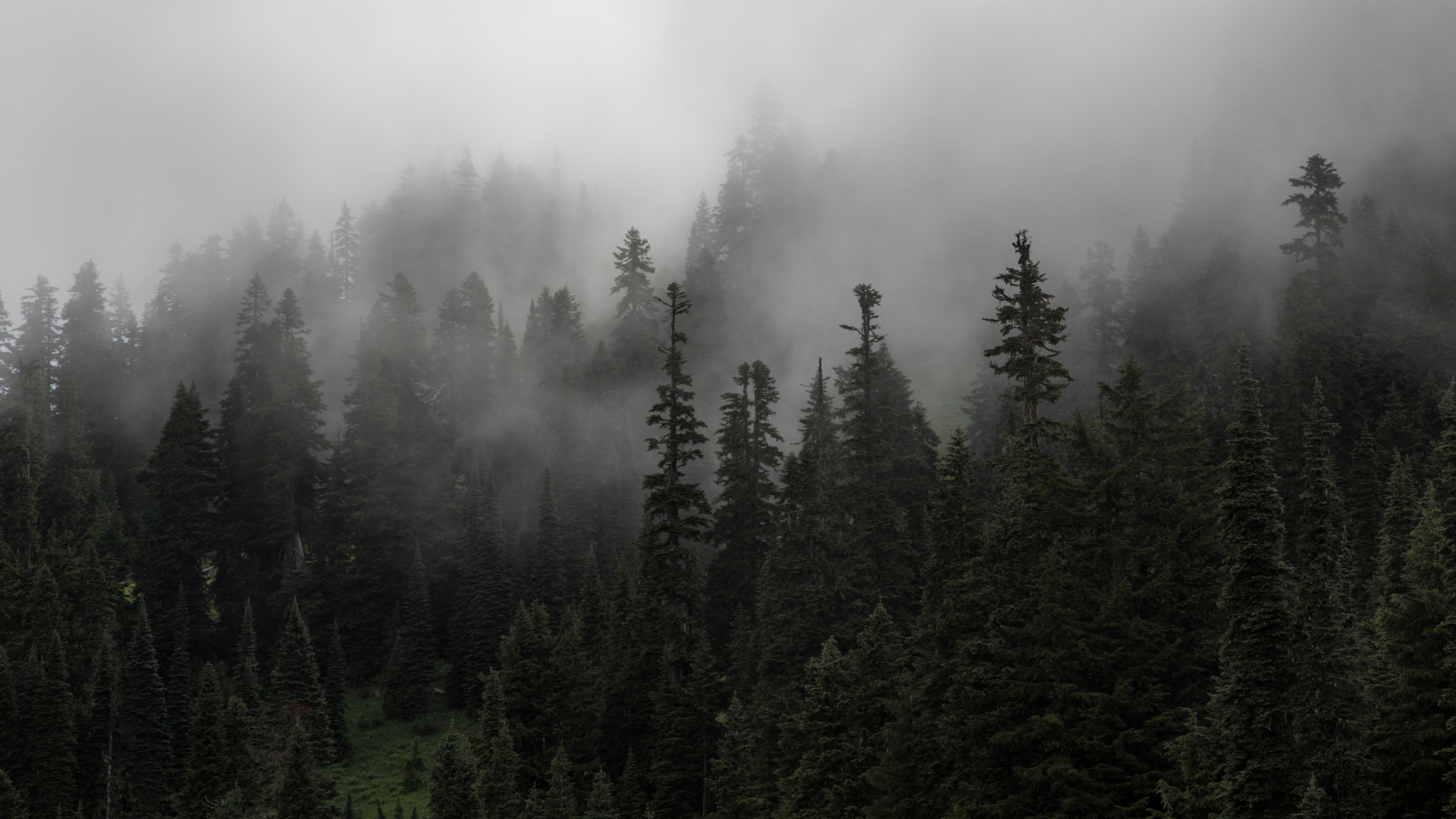 Обои туман, дымка, лес, дерево, пустыня в разрешении 2560x1440