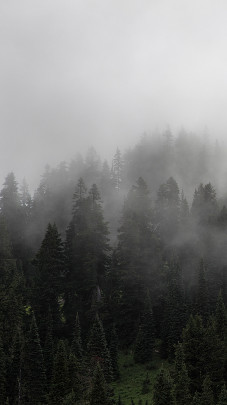 Обои туман, дымка, лес, дерево, пустыня в разрешении 750x1334