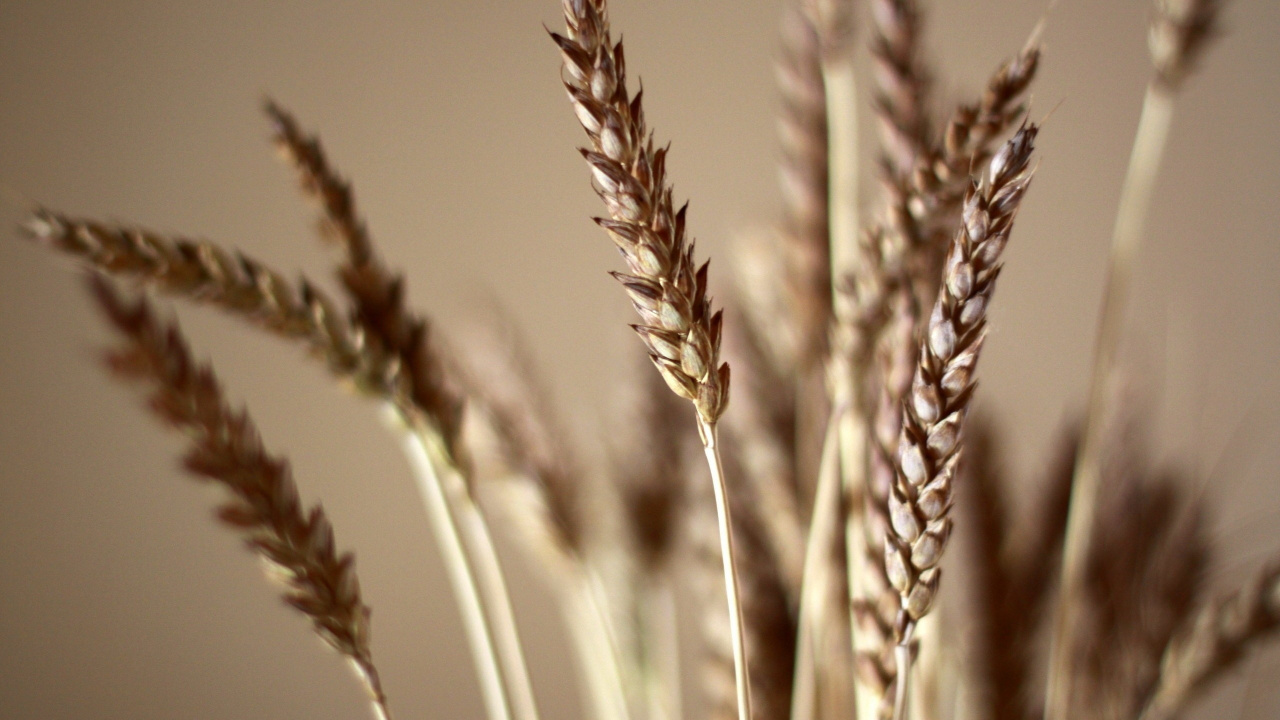 Обои пшеница, хлебный злак, растение, зерно, продовольственное зерно в разрешении 1280x720