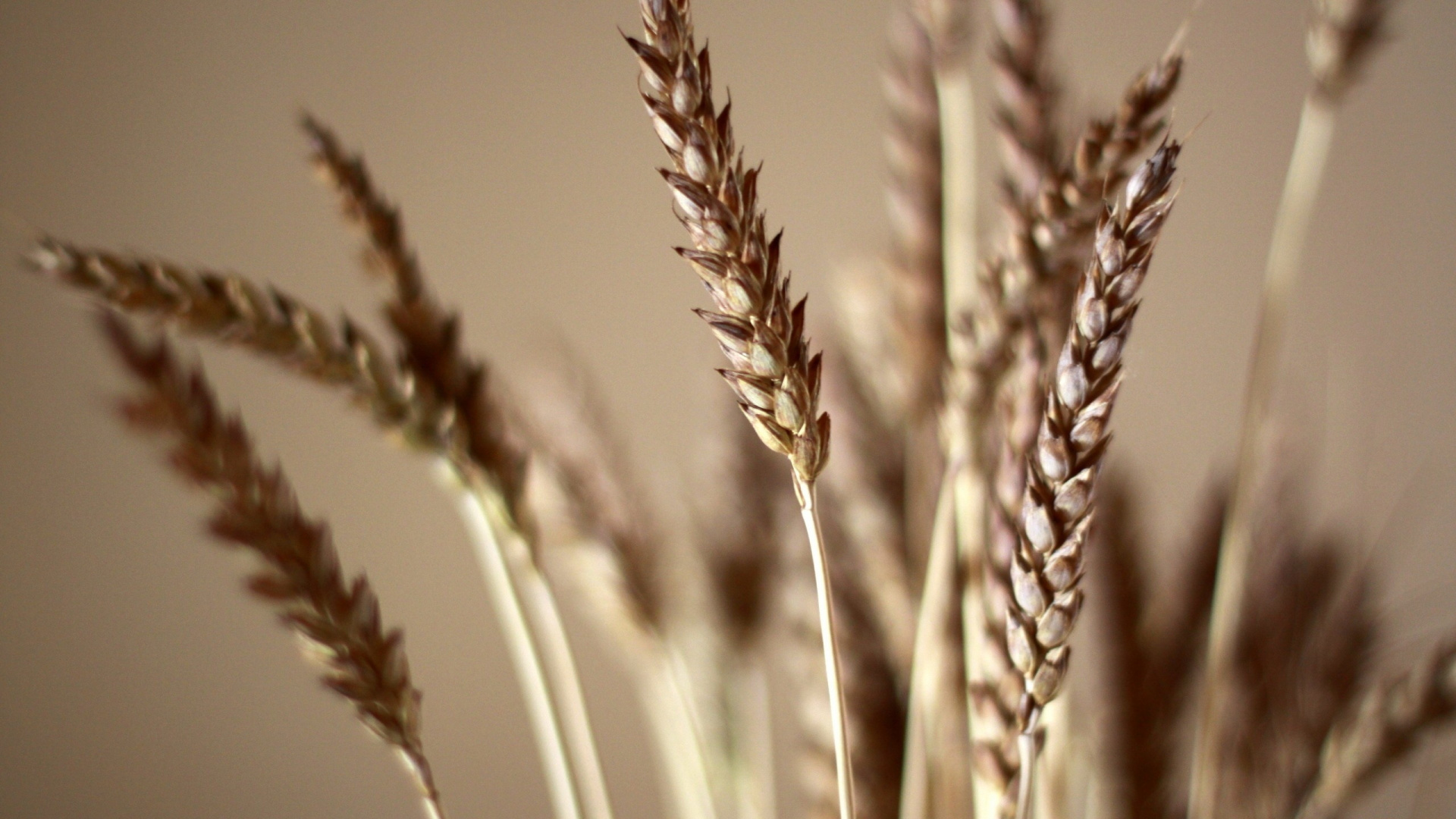 Обои пшеница, хлебный злак, растение, зерно, продовольственное зерно в разрешении 1920x1080