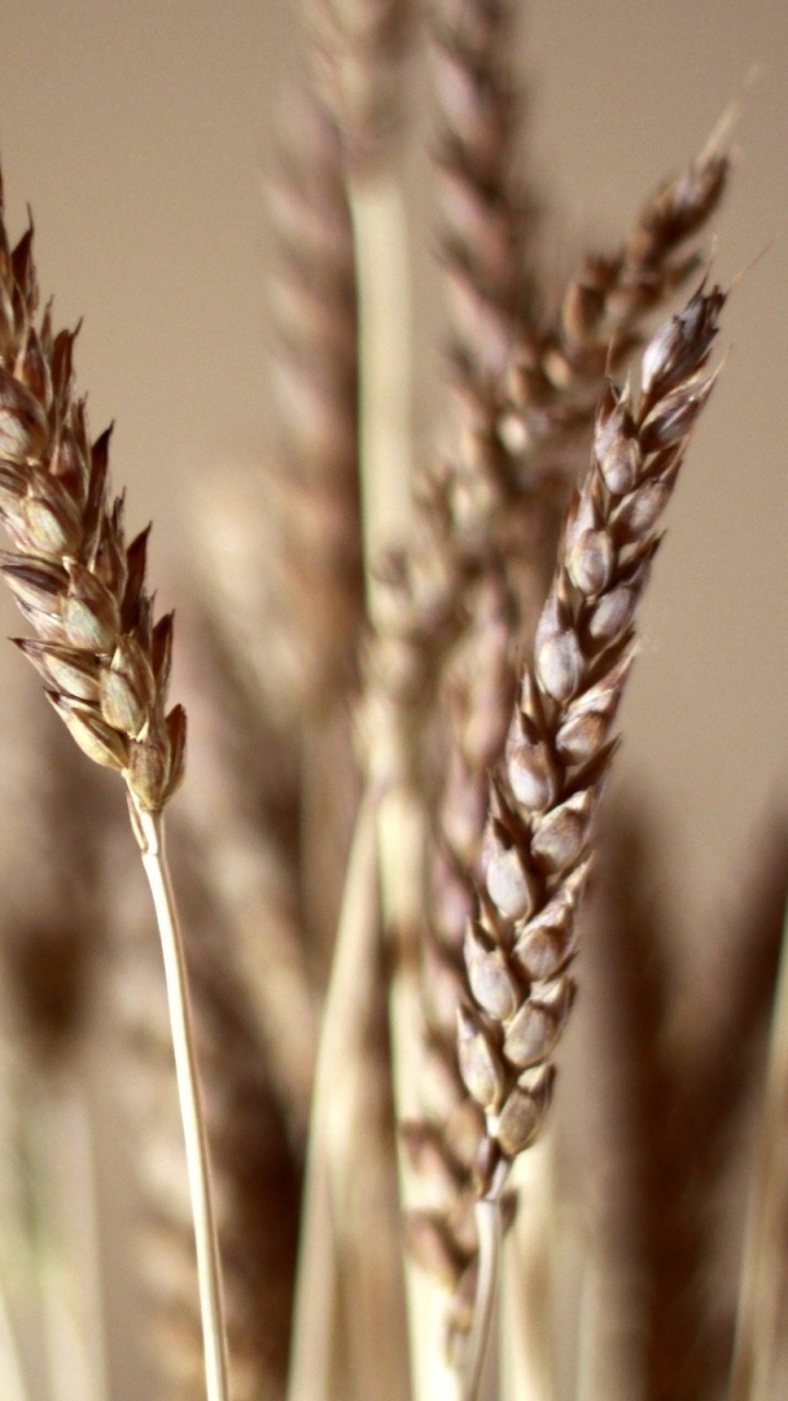 Обои пшеница, хлебный злак, растение, зерно, продовольственное зерно в разрешении 720x1280