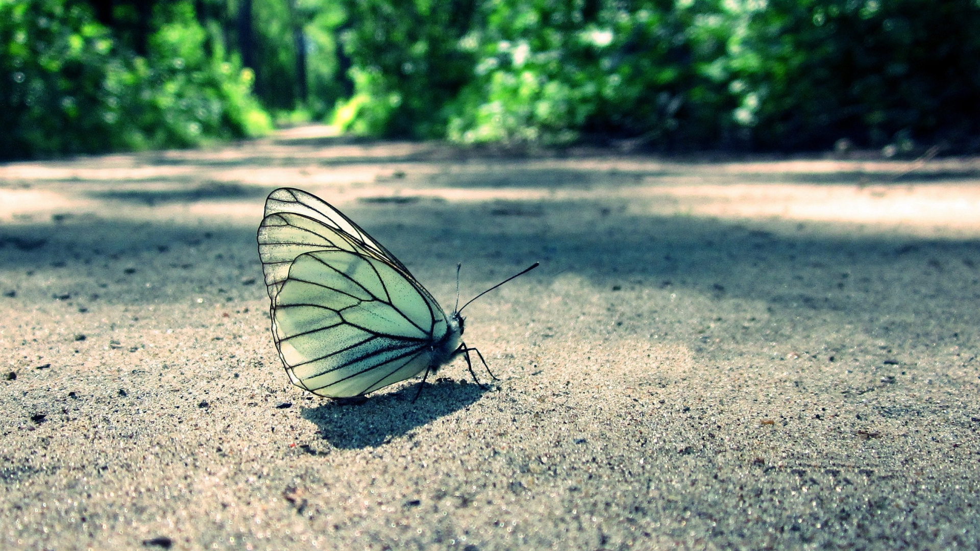 Обои насекомое, бабочка, мотыльки и бабочки, лист, беспозвоночных в разрешении 1920x1080