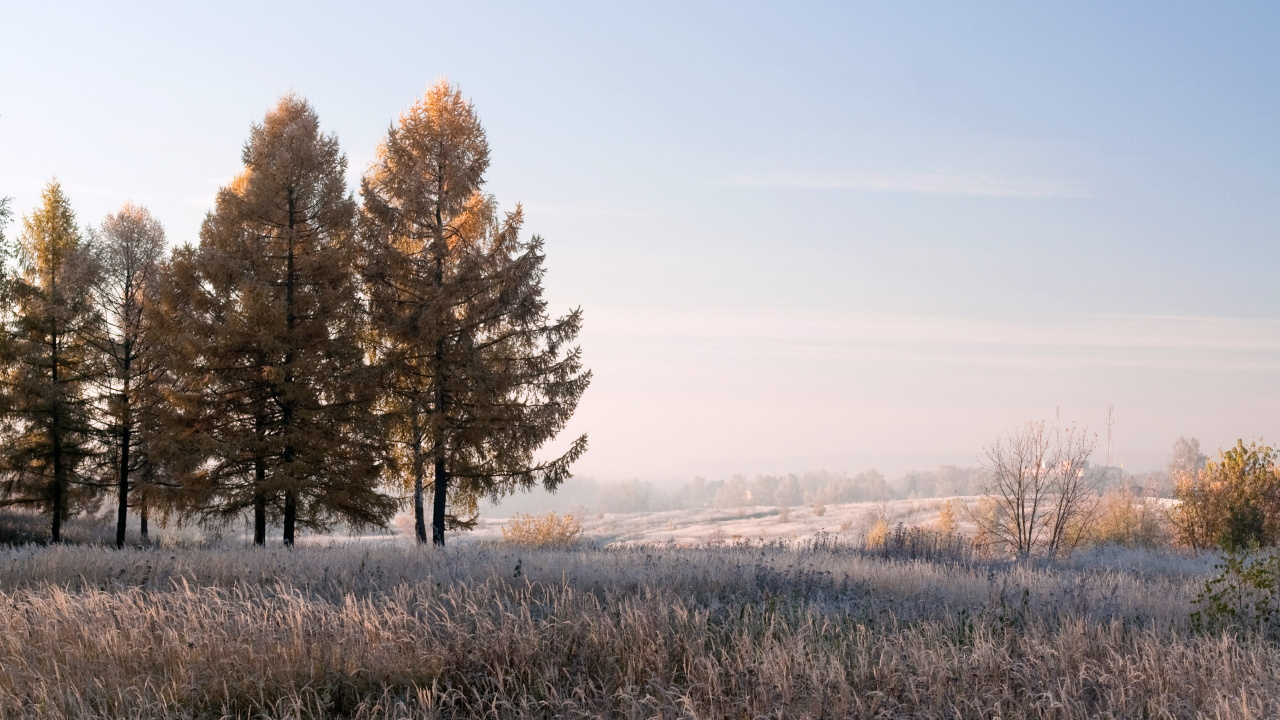 Обои зима, дерево, утро, солнечный свет, замораживание в разрешении 1280x720